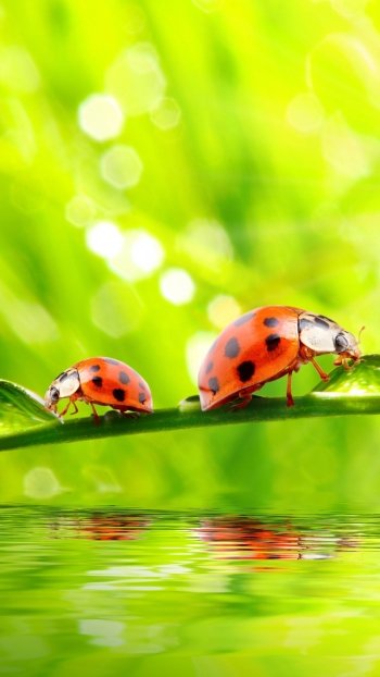 water water drop sunny green insect Animal ladybug Phone Wallpaper