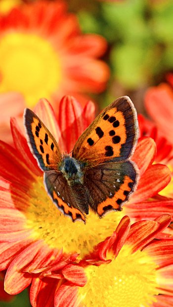  Small Copper on wild Chrysanthemum