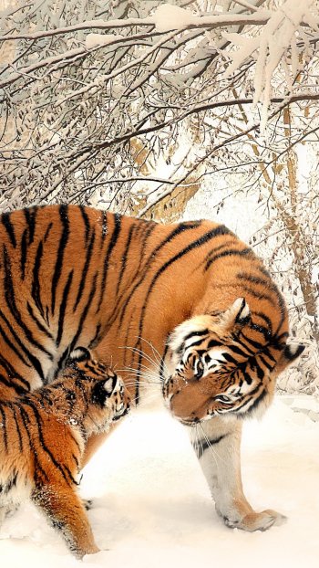  Tiger and Cub in the Snow