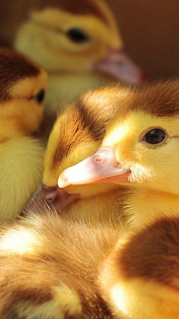 baby animal duckling bird Animal duck Phone Wallpaper