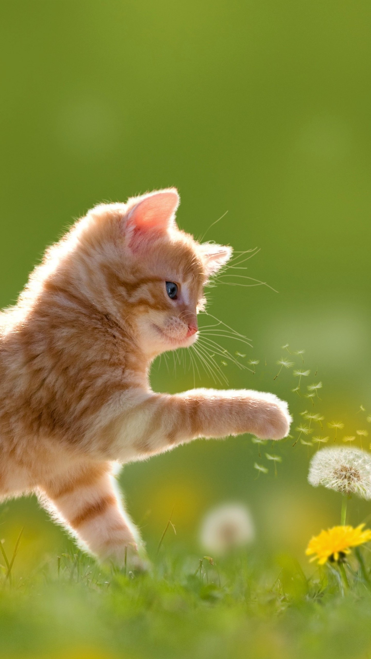 Download Dandelion Kitten Baby Animal Animal Cat Phone Wallpaper
