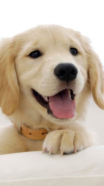 Animal golden retriever Phone Wallpaper