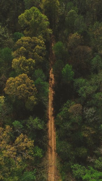 dirt road aerial nature forest Phone Wallpaper