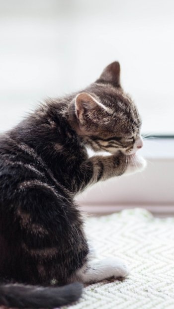 kitten Animal cat Phone Wallpaper