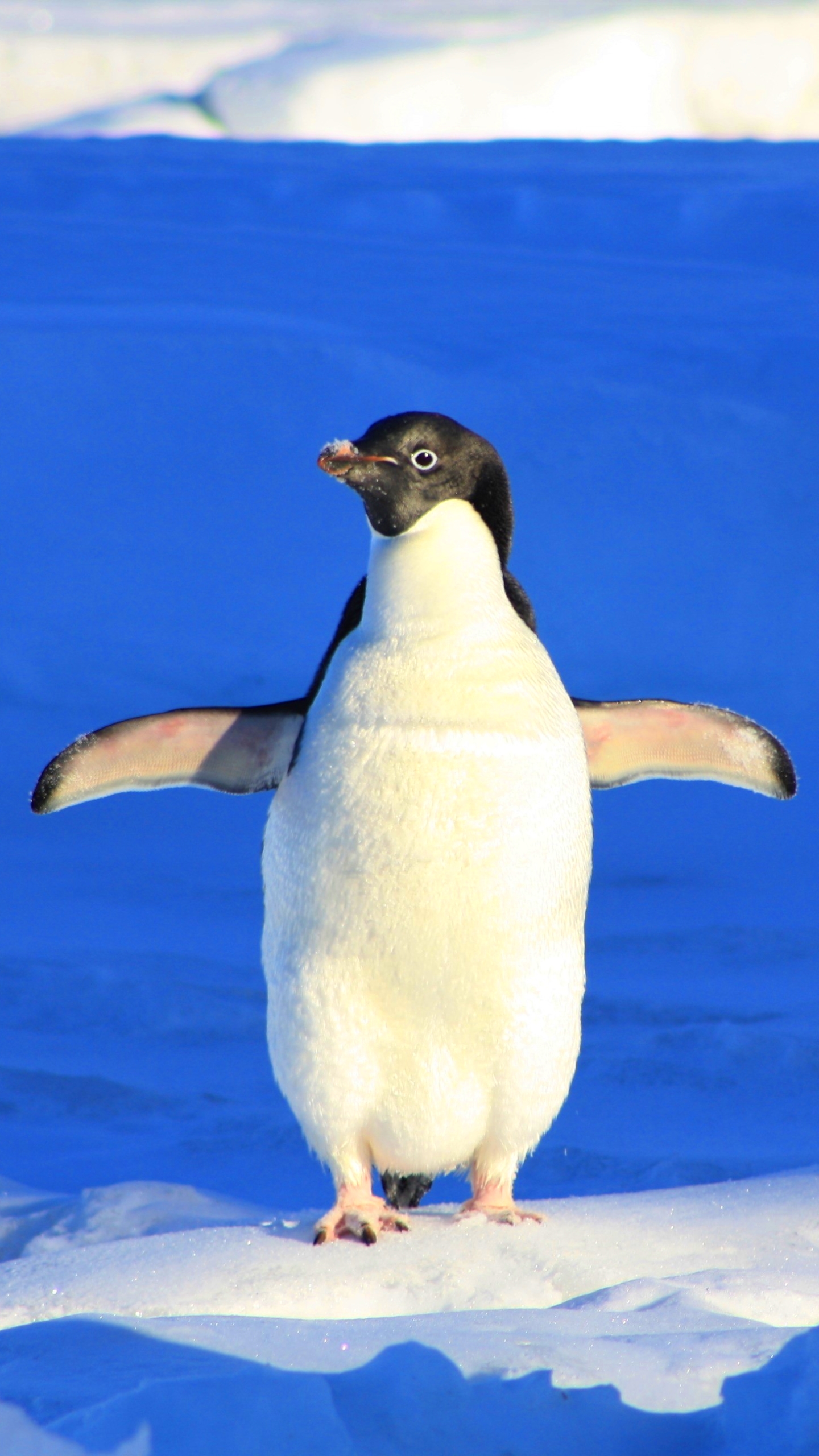 Adelie Penguin in the Snow