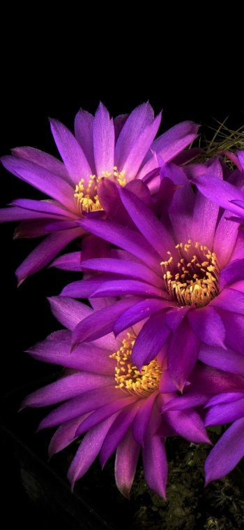  Cactus Flowers