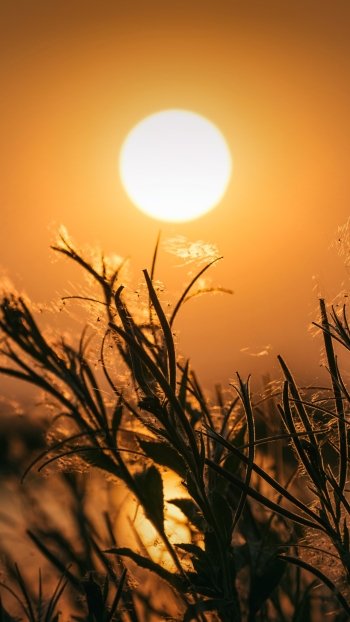 close-up sun photography Phone Wallpaper