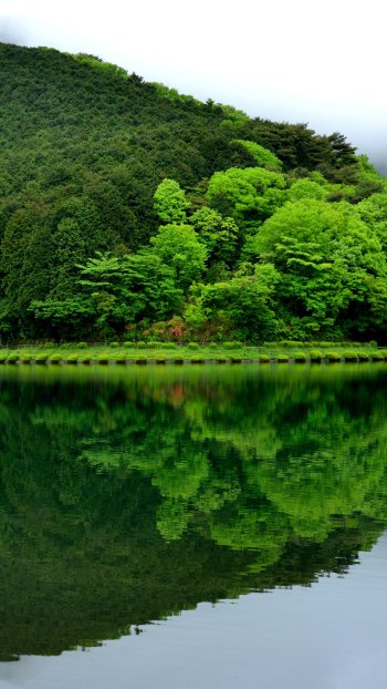 hill nature fog forest reflection Phone Wallpaper
