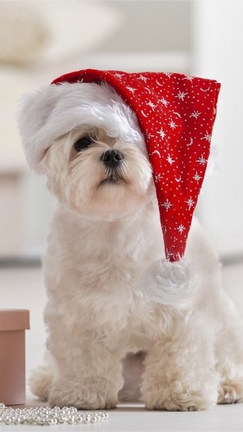  Maltese at Christmastime