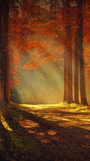 sunbeam tree nature fall Phone Wallpaper