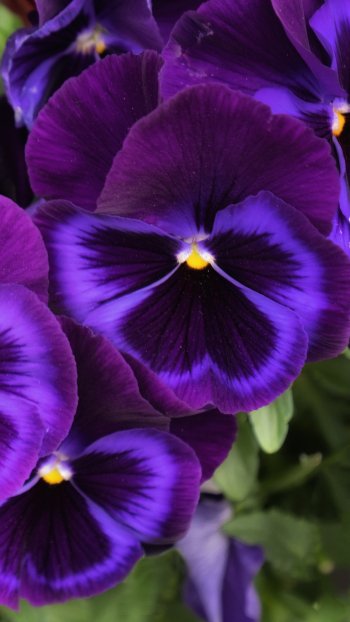  Purple Pansies