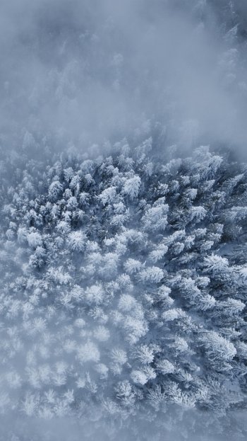 fog aerial winter nature forest Phone Wallpaper