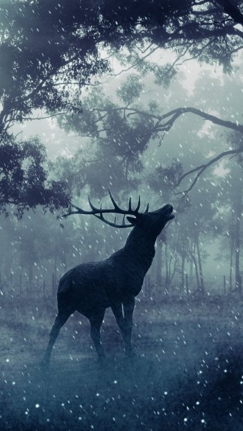 Animal deer Phone Wallpaper