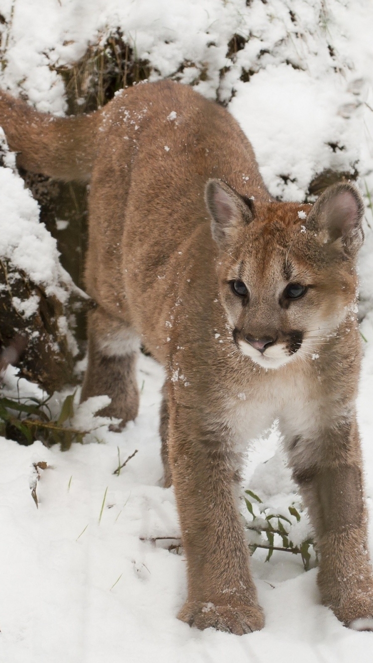 Download Baby Animal Snow Animal Cougar Phone Wallpaper - Mobile Abyss