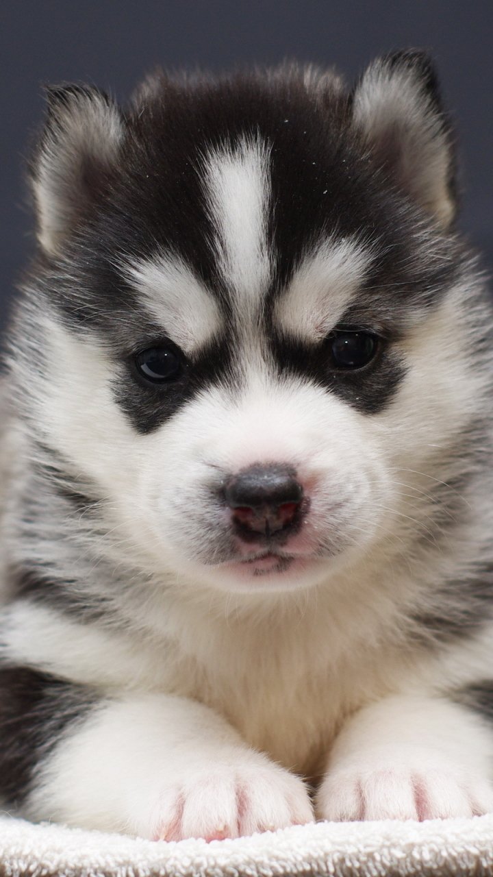Phone wallpaper showing a close-up of a fluffy black-and-white puppy, an animal with big dark eyes, soft fur and tiny paws framed vertically.
