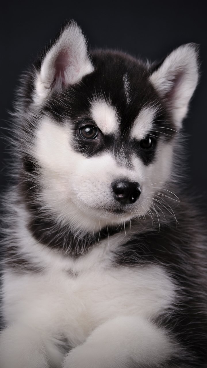 Phone wallpaper showing a close-up of a black-and-white husky puppy with soft fur, bright eyes and perky ears against a dark background.