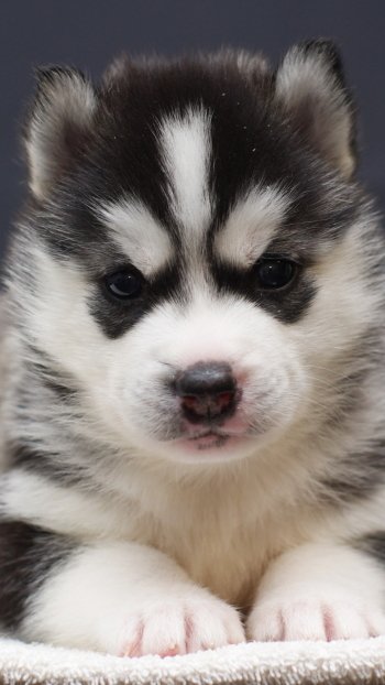 Animal puppy Phone Wallpaper