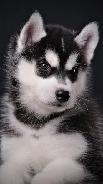 Animal puppy Phone Wallpaper