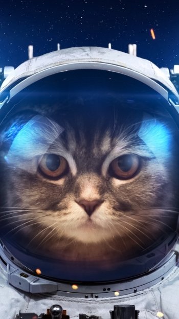 funny humor Animal cat Phone Wallpaper