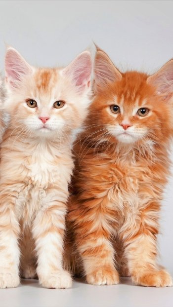  Maine Coon Kittens