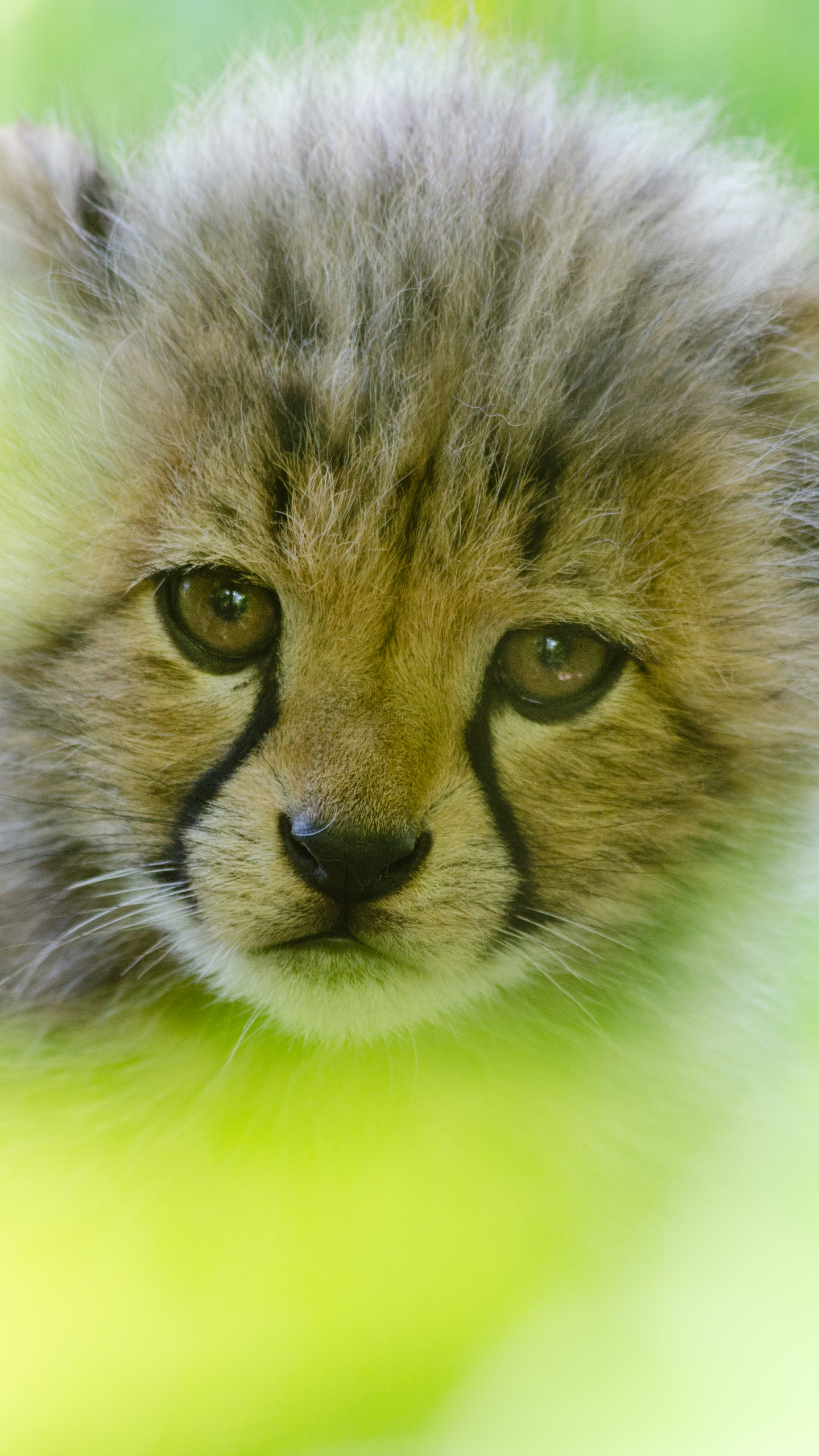 Face of a Cheetah Cub by Mathias Appel