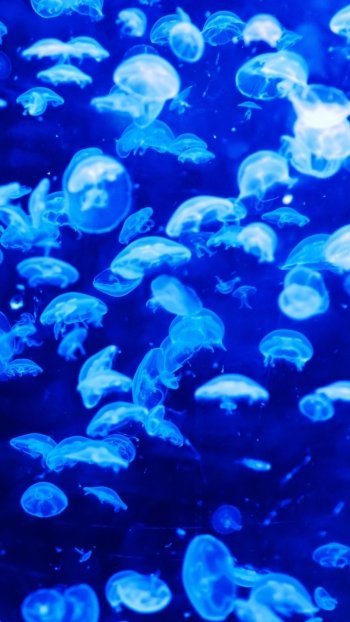 blue underwater Animal jellyfish Phone Wallpaper