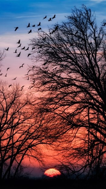  Tree Silhouette in the Sunset