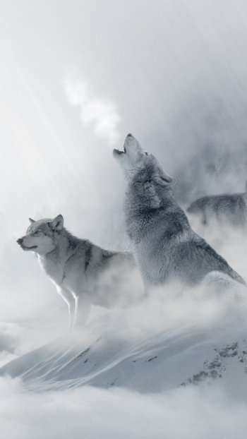 winter Animal wolf Phone Wallpaper