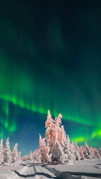 starry sky tree winter snow sky light night nature aurora borealis winter night Phone Wallpaper