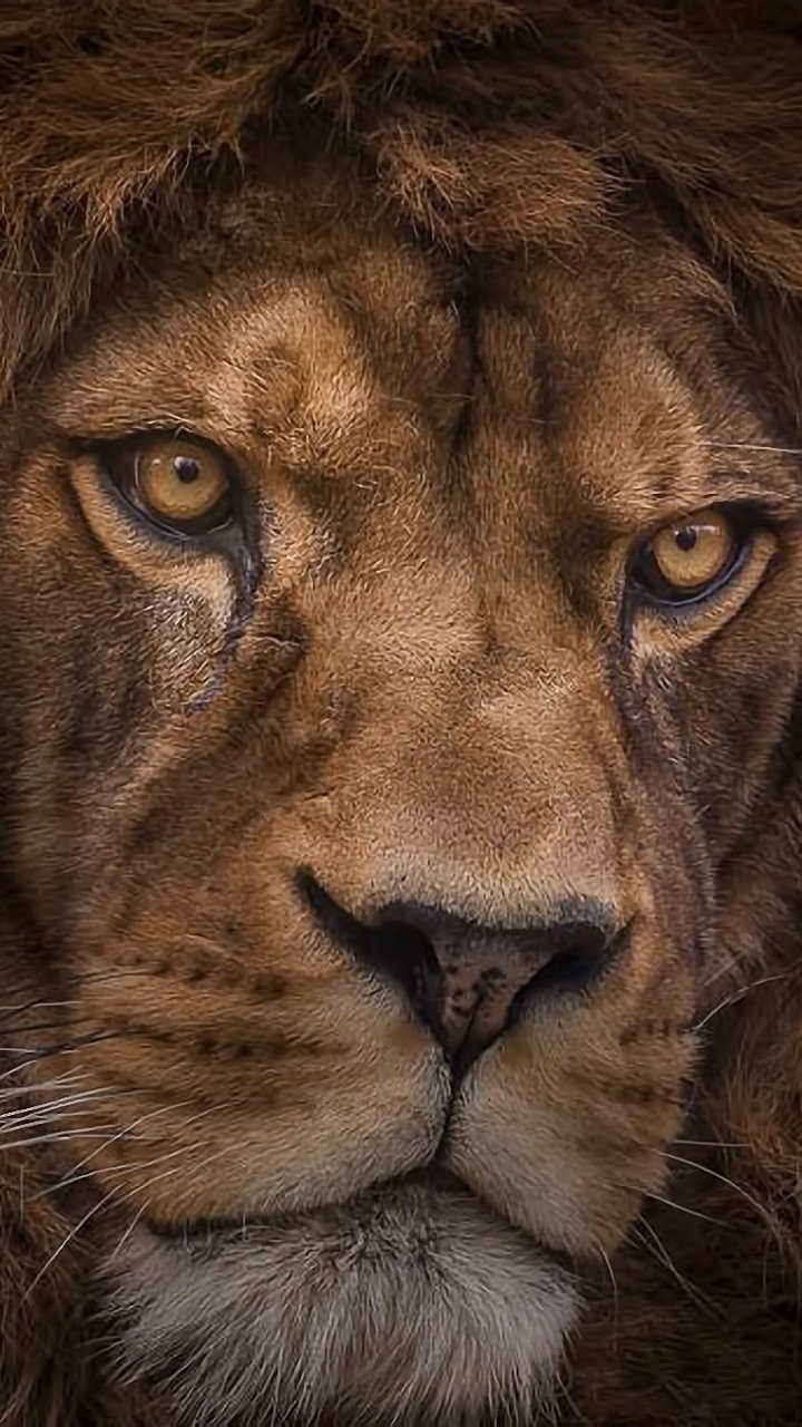 Download Close-up Face Animal Lion Phone Wallpaper