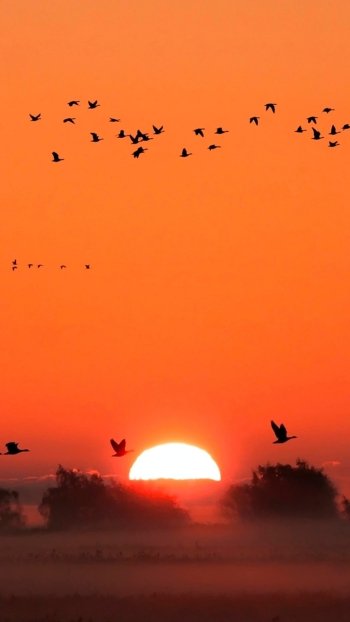 nature earth landscape bird Phone Wallpaper