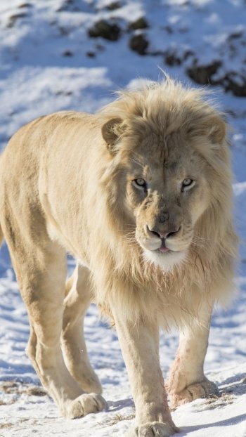 snow Animal lion Phone Wallpaper