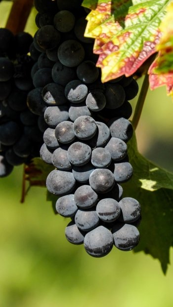 fruit food grapes Phone Wallpaper
