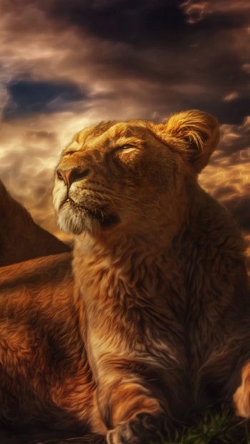  Hakuna Matata by Chris Frank