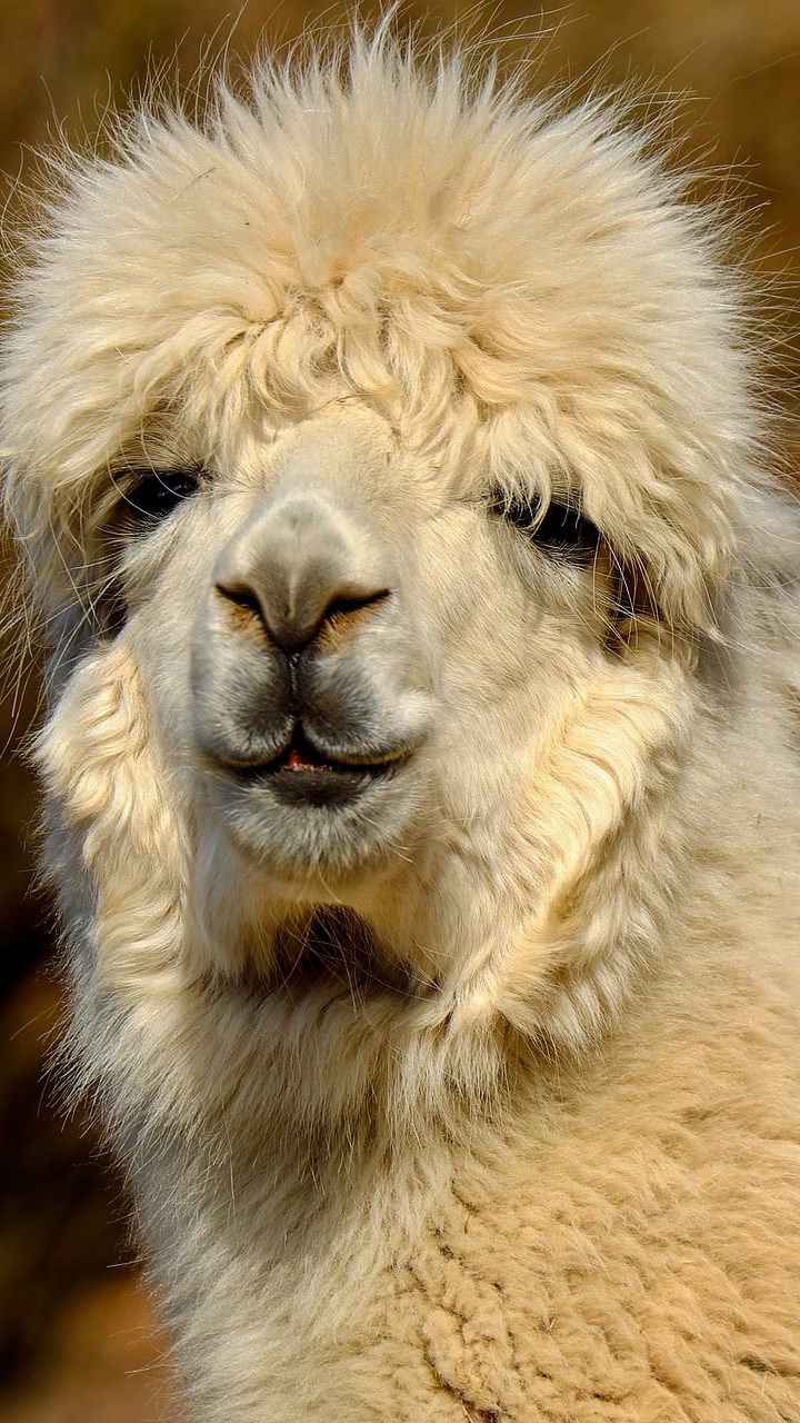 Woolly Alpaca by Couleur