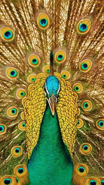 feather bird Animal peacock Phone Wallpaper