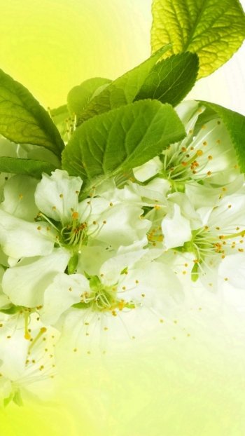flower white flower close-up nature blossom Phone Wallpaper