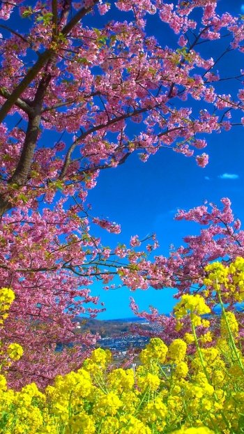 Phone wallpaper of spring nature: pink tree blossoms arch over bright yellow flowers beneath a vivid blue sky with a distant landscape.