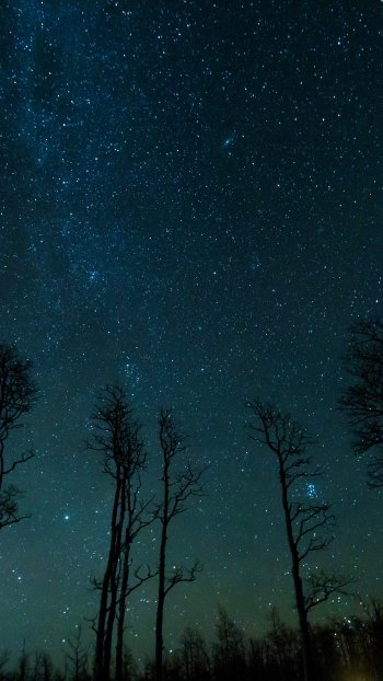  Tree Silhouettes on a Starry Night