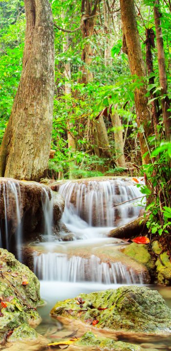forest stream nature waterfall Phone Wallpaper