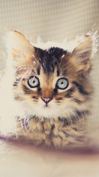 Close-up portrait of a fluffy baby kitten with striking blue eyes, soft tabby fur and oversized ears in a vertical phone wallpaper format.