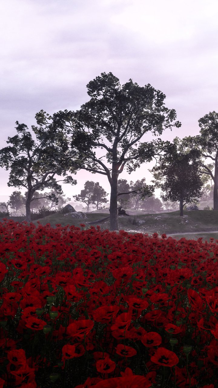 Download Red Flower Poppy Flower Landscape Video Game Battlefield 1 Phone Wallpaper