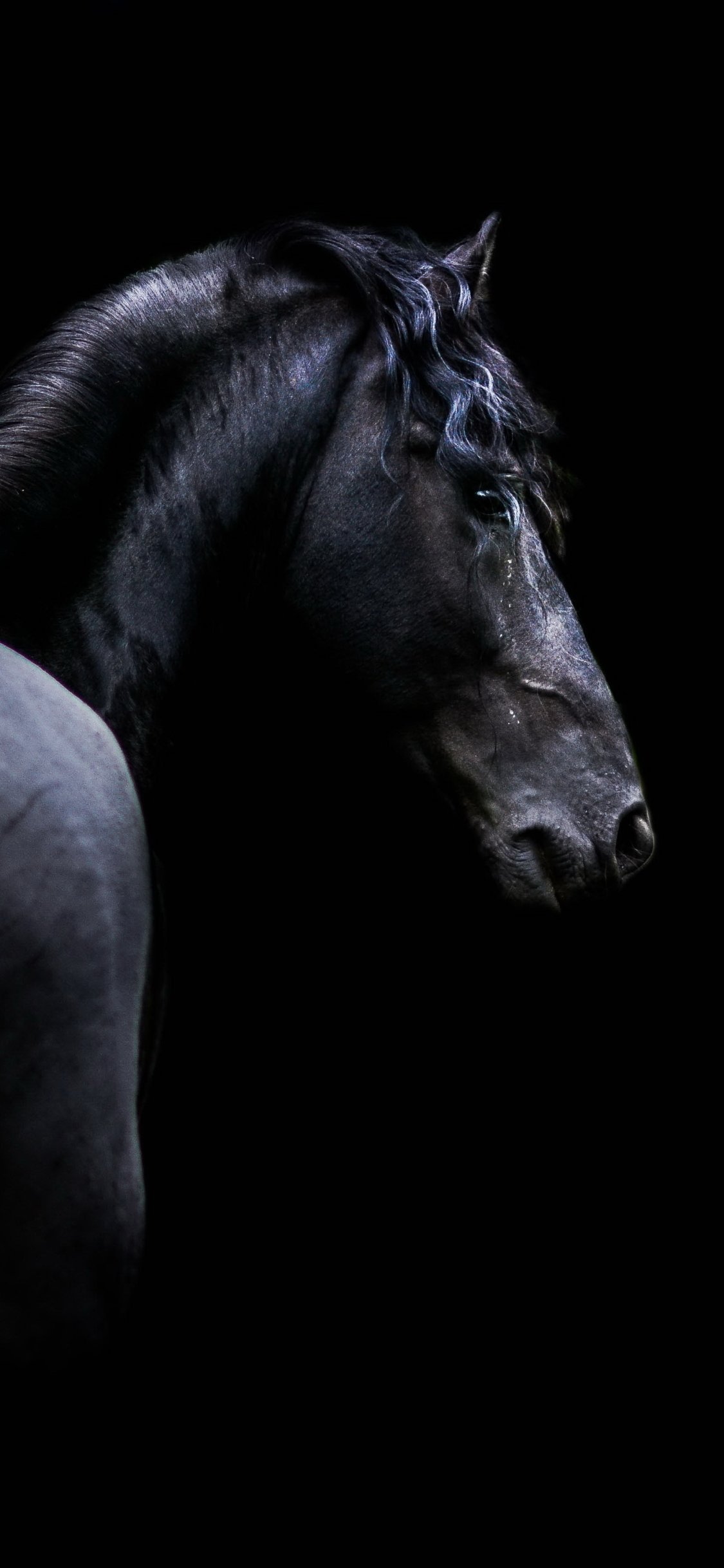Download Black Animal Horse Phone Wallpaper