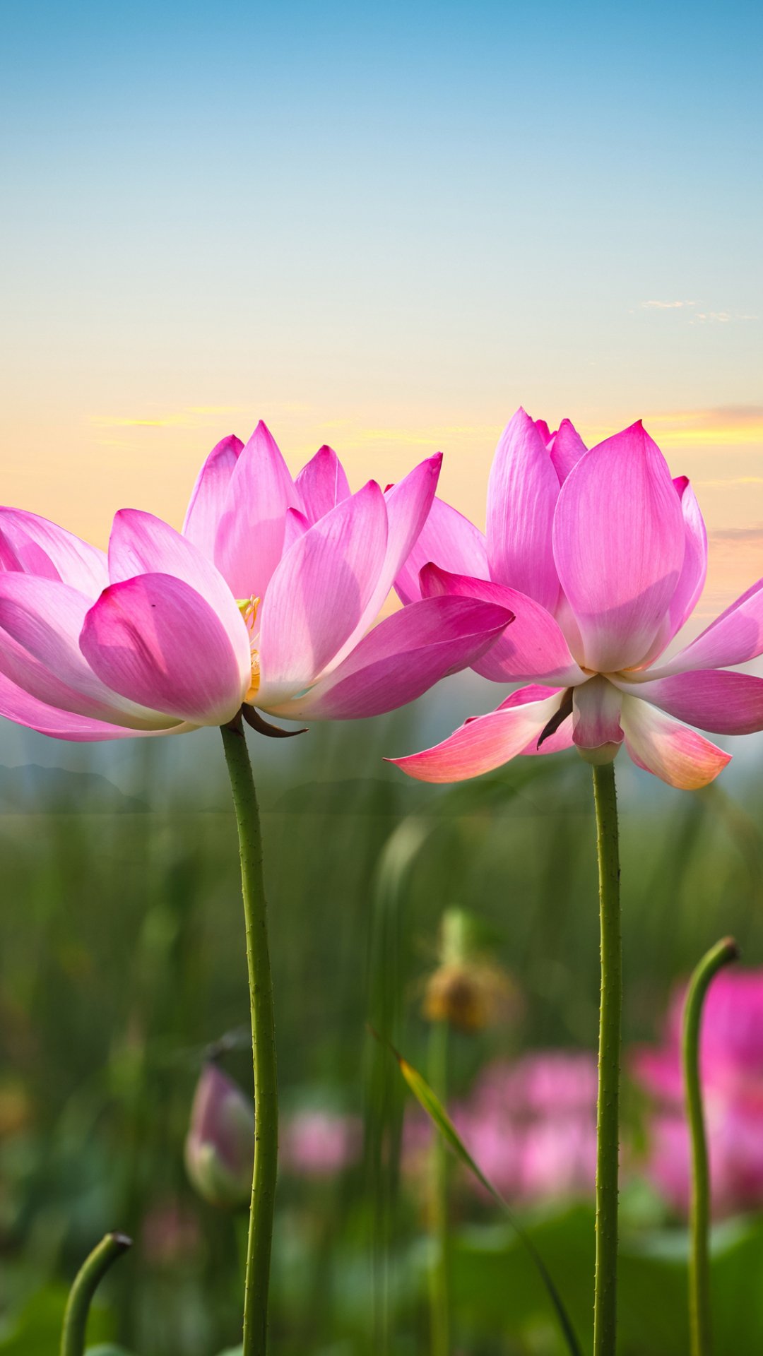Download Nature Depth Of Field Pink Flower Flower Lotus Phone Wallpaper