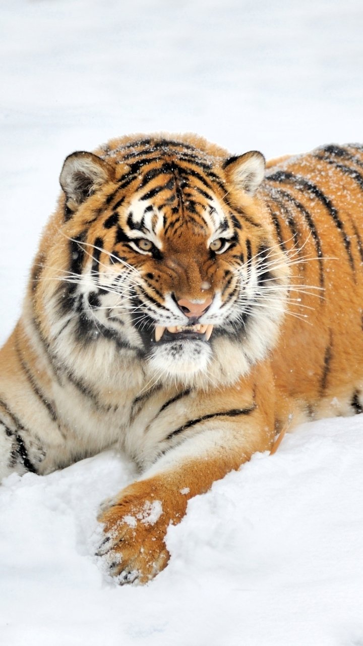 Download Snow Animal Tiger Winter Animals Phone Wallpaper