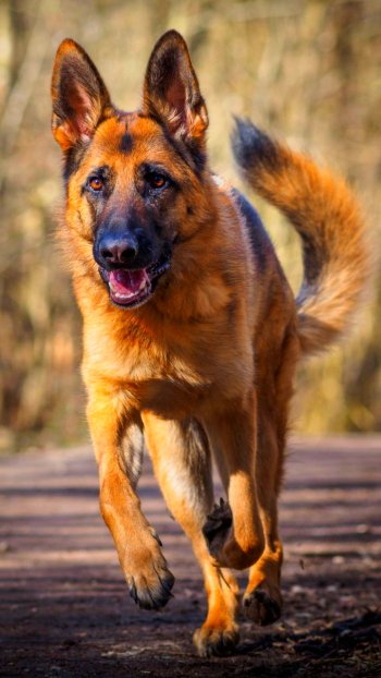 running dog Animal german shepherd Phone Wallpaper