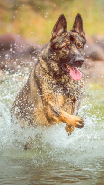 water splash dog Animal german shepherd Phone Wallpaper