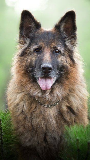 depth of field stare dog Animal german shepherd Phone Wallpaper