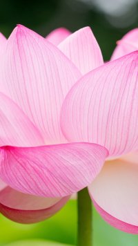 20 Lotus Samsung Galaxy J7 Prime 1080x1920 Wallpapers Mobile Abyss Images, Photos, Reviews