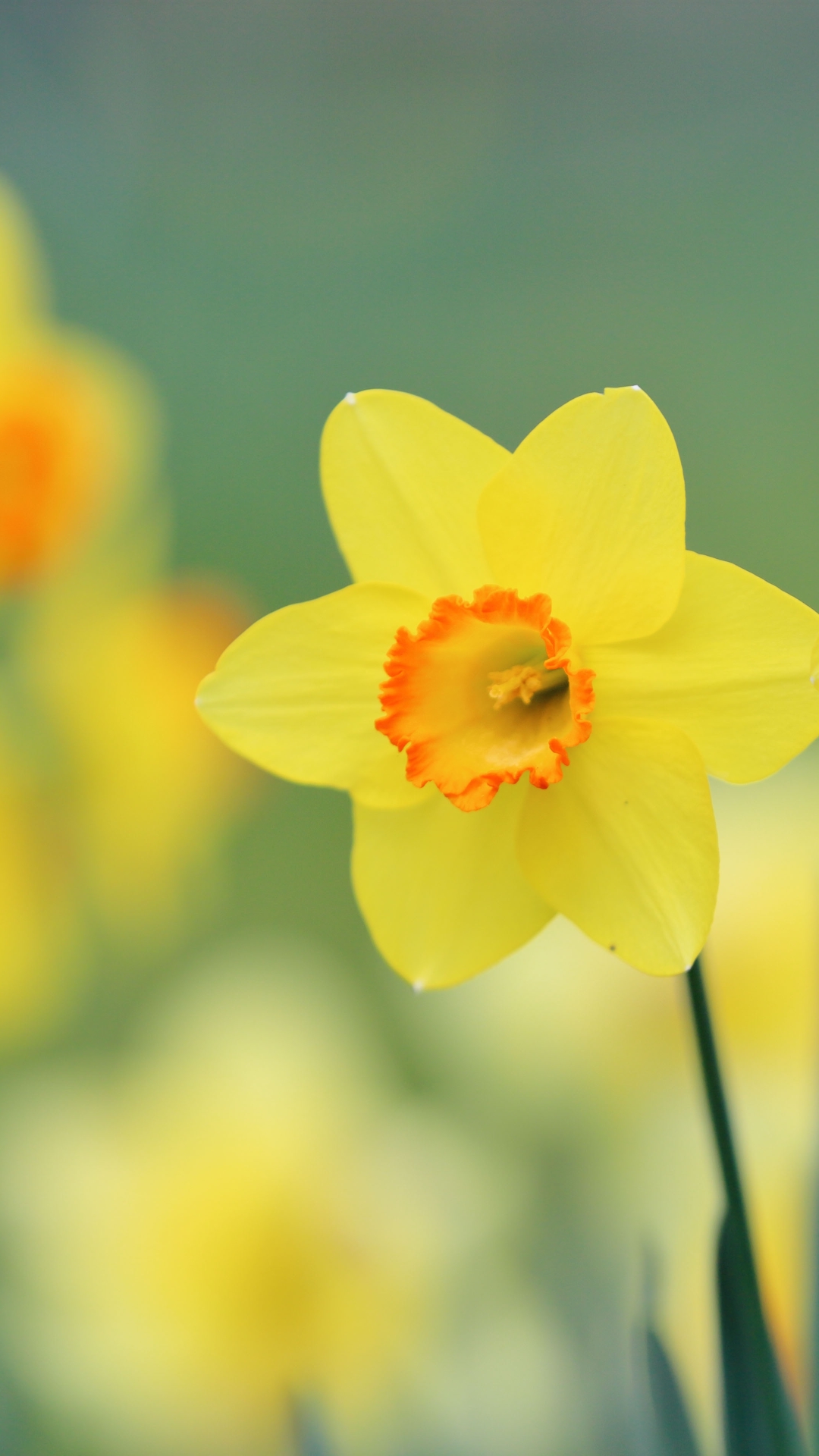 Daffodil Phone Wallpaper